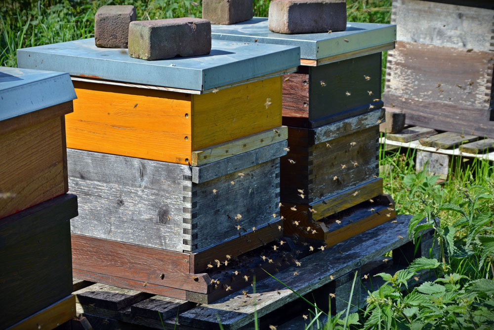 Bienenstock Foto pixabay2