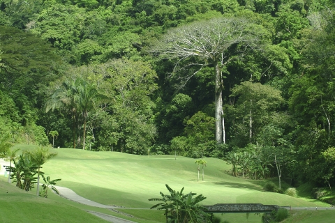 golflagarto