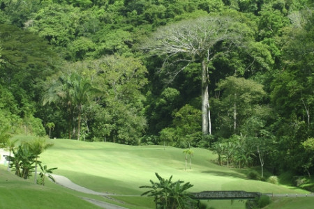 golflagarto