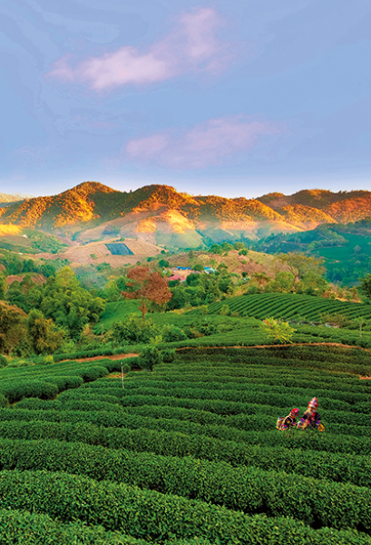 Chiang Rai 00013544
