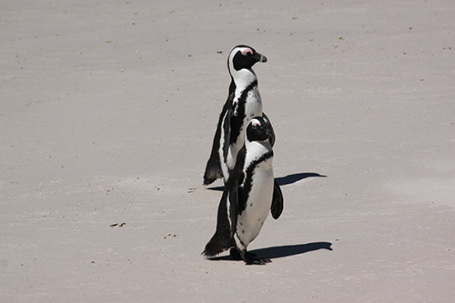 Pinguine5