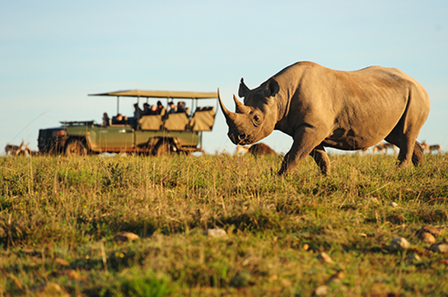 rhino and truck