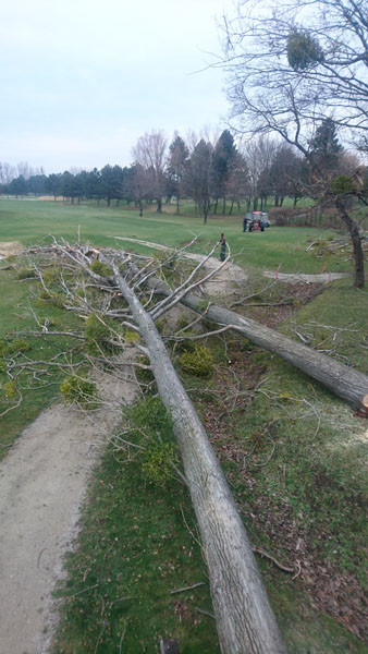 BaumschnittGC